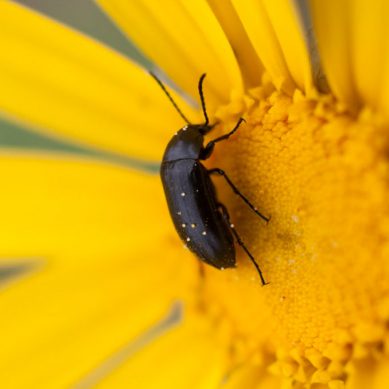 ¿Pueden los escarabajos ser clave para conocer los efectos del cambio climático?