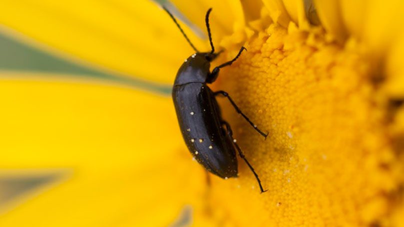 ¿Pueden los escarabajos ser clave para conocer los efectos del cambio climático?