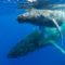 Crean en la UAL un método de contar ballenas en los océanos y protegerlas mejor
