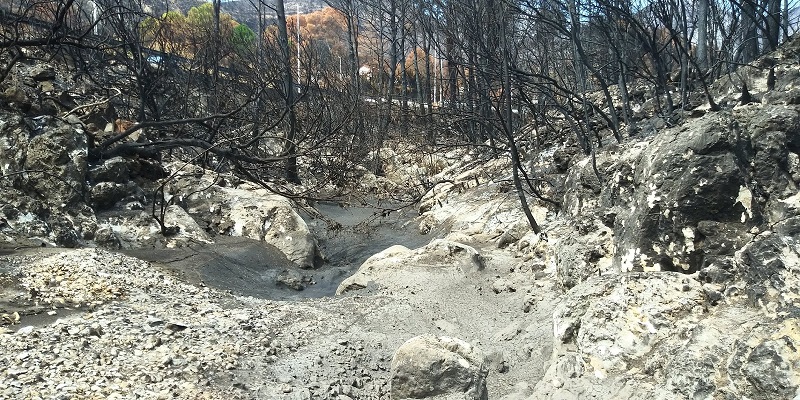 La UAL estudia la afección real de los incendios forestales en los suelos