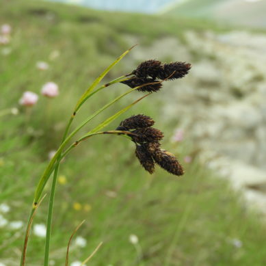 El Carex, una especie que sobrevivió a siglos de frío