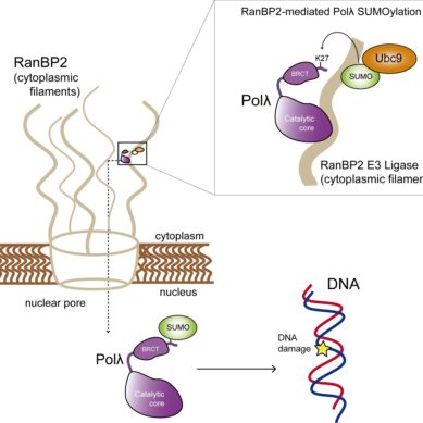 Identifican un nuevo mecanismo molecular del proceso de reparación del ADN humano