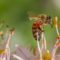La UAL combatirá la contaminación ambiental con ‘abejas centinela’