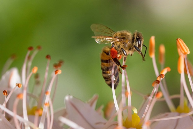 La UAL combatirá la contaminación ambiental con ‘abejas centinela’