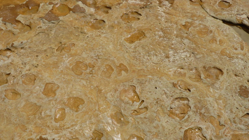 Investigadores de la UHU estudian las huellas fósiles aparecidas en la playa de Matalascañas