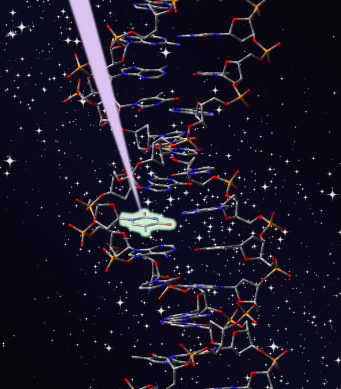 La UAM Investiga el origen de la fotoestabilidad del ADN