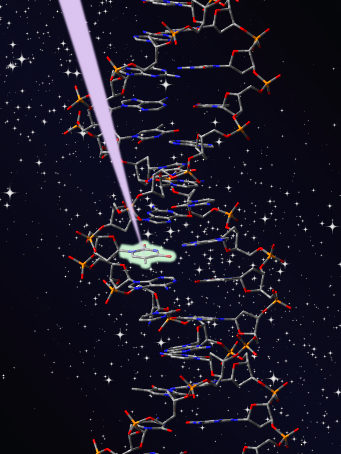 La UAM Investiga el origen de la fotoestabilidad del ADN