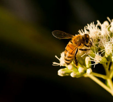 Las abejas silvestres vuelve a las vías pecuarias