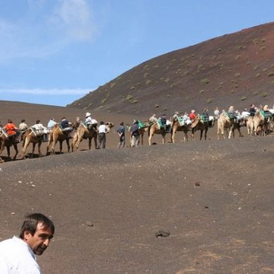 Los camellos como transporte alternativo sostenible para evitar la extinción de razas autóctonas