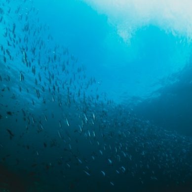 Las consecuencias de explotar las profundidades oceánicas