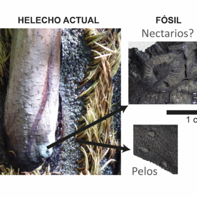 El TAC de un fósil vegetal revela nuevos detalles sobre los paisajes del Mesozoico