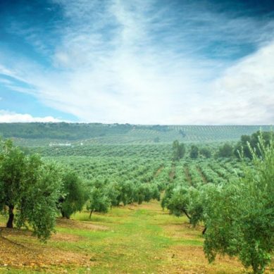 Un proyecto europeo para ayudar a pequeños productores de aceite de oliva de la cuenca mediterránea