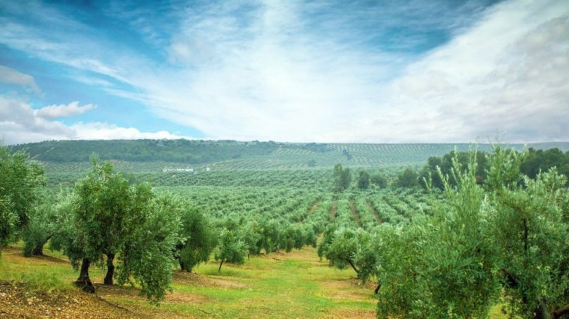 Un proyecto europeo para ayudar a pequeños productores de aceite de oliva de la cuenca mediterránea