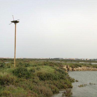 Instalan un nuevo nido para la recuperación del águila Pescadora en la Bahía de Cádiz