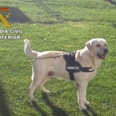 La UGR presenta un proyecto que analiza el olfato de los perros policía y su valor para obtener pruebas en la escena de un crimen