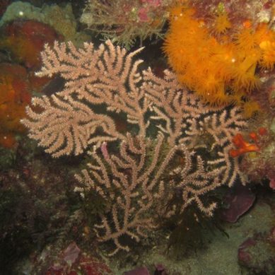 Científicos de la US participan en un proyecto para restaurar los bosques de gorgonias del Estrecho