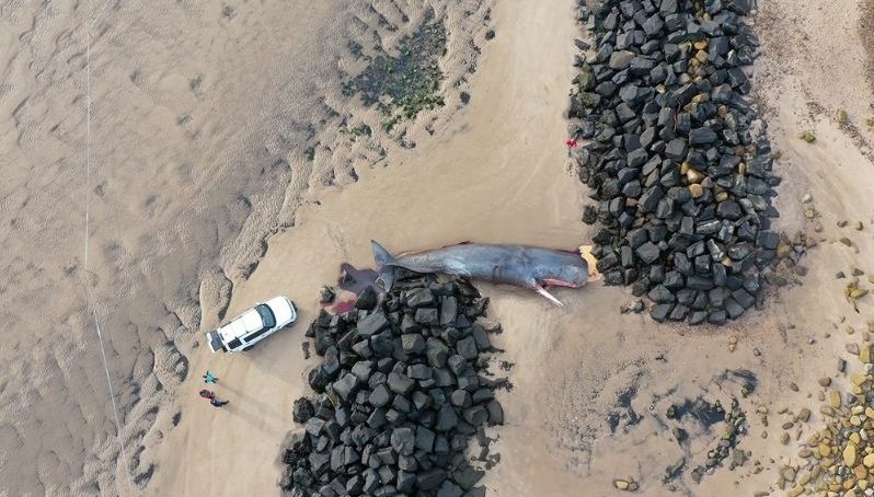 UGR reivindica los servicios ecosistémicos de los cadáveres de cetáceos