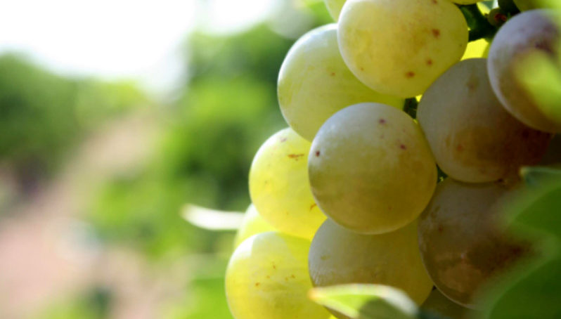 Diputación impulsa la profesionalización en torno a la uva moscatel