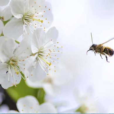 Las altas temperaturas reducen el impacto del polen