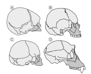 Comparación de los cráneos de humano y chimpancé