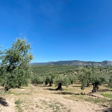 La UE financia con 7 millones de euros un proyecto coordinado por la UJA para estudiar la funcionalidad del suelo del olivar y su relación con la calidad del aceite de oliva