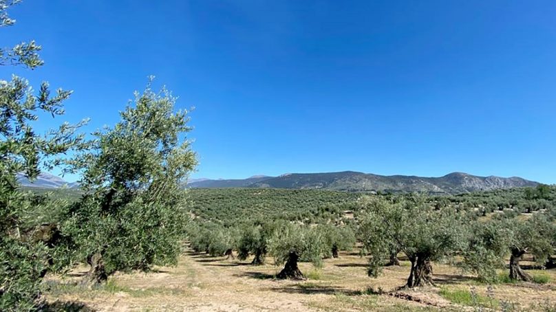 La UE financia con 7 millones de euros un proyecto coordinado por la UJA para estudiar la funcionalidad del suelo del olivar y su relación con la calidad del aceite de oliva