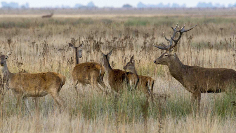 Un estudio de la UCO comprueba cómo el cambio climático está afectando a la reproducción del ciervo en Doñana