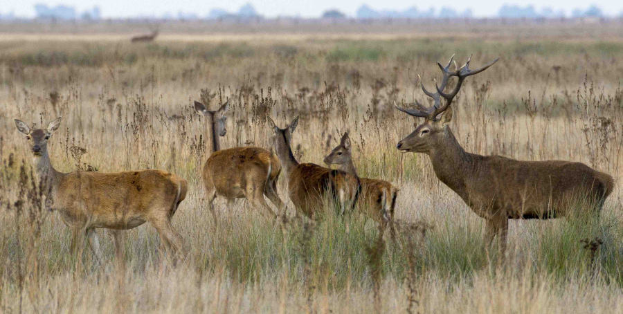Un estudio comprueba cómo el cambio climático está afectando a la reproducción del ciervo en Doñana