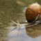 Los caracoles, especie clave para salvaguardar el ecosistema de los arroyos