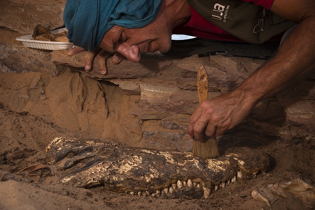 Investigadores UJA descubren una tumba egipcia con diez momias de cocodrilos