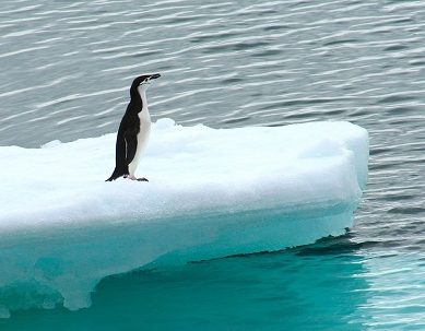 Los pingüinos, actores clave en el reciclaje de hierro en las aguas de la Antártida
