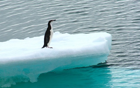 Los pingüinos, actores clave en el reciclaje de hierro en las aguas de la Antártida