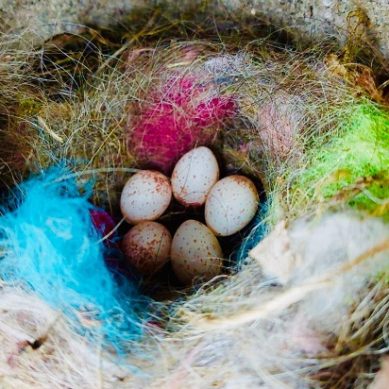 Los pájaros usan basura en sus nidos para alardear de su calidad reproductiva