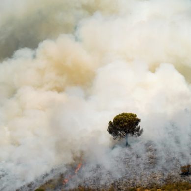 El fuego controlado funciona en gestión forestal, según la UCO