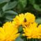 Las abejas silvestres, esenciales en las huertas de Madrid, según la UAM